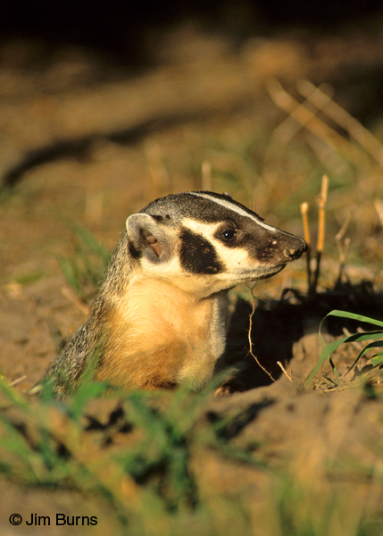American Badger emerging from den