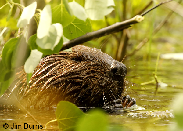 American Beaver close-up--9853