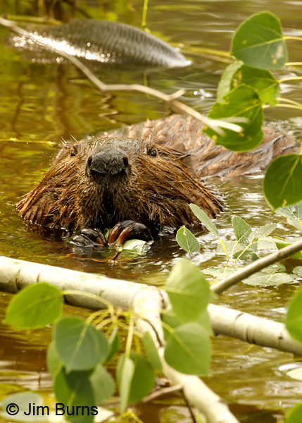 American Beaver at dinner in habitat--9860