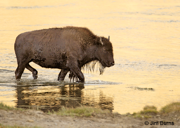 American Bison yearling calf