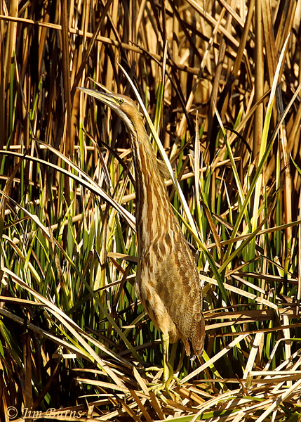 American Bittern--0528