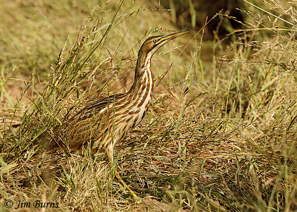 American Bittern--1820