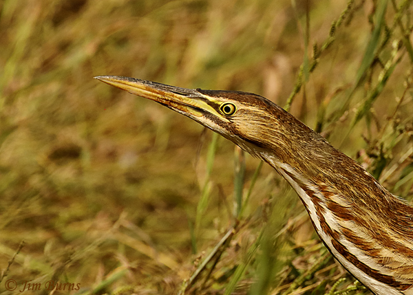 American Bittern head and neck detail--1830