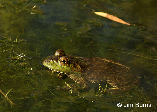 American Bullfrog