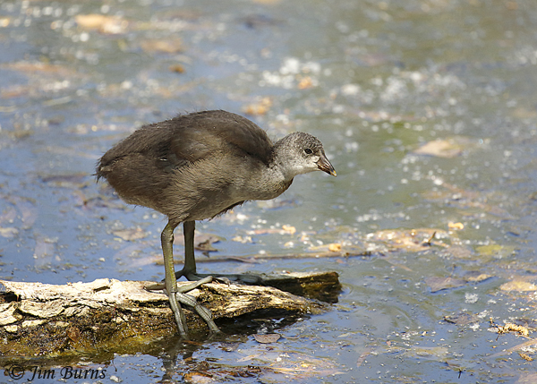 American Coot juvenile--0017