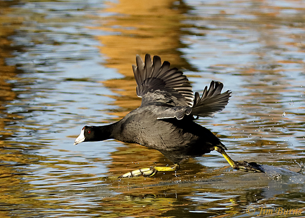 American Coot walking on water #2--1766