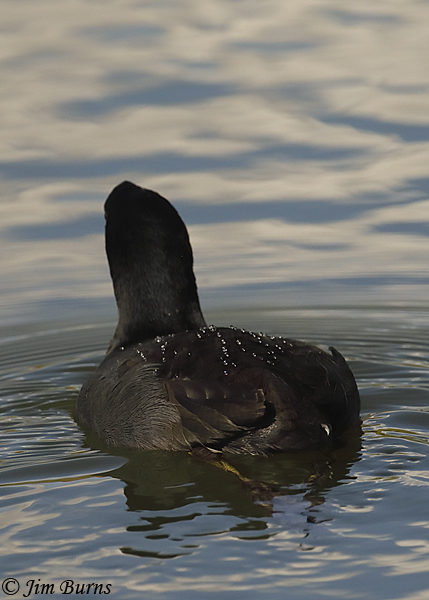American Coot, water drops on oiled feathers--1897