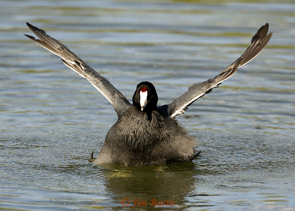 American Coot bathing--1913