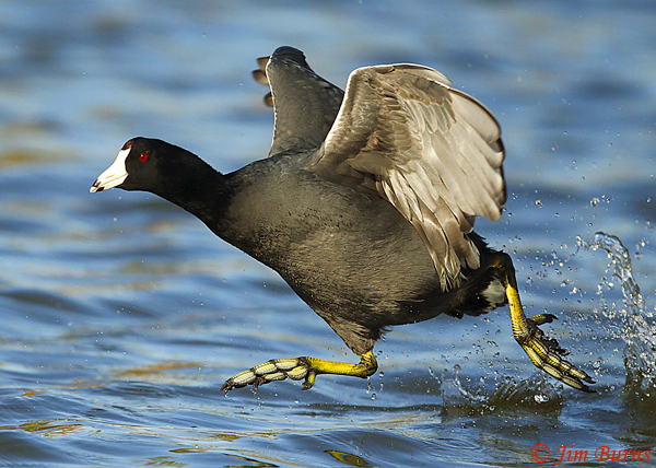 American Coot walking on water--7024
