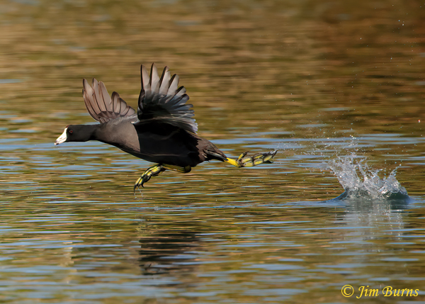 American Coot running on water #2--7544