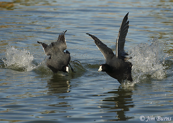 American Coot agonistic behavior #2--8579