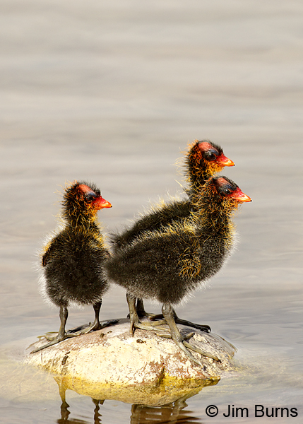 American Coot fledglings 6658