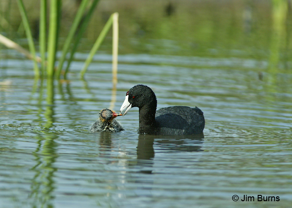 American Coot feeding baby