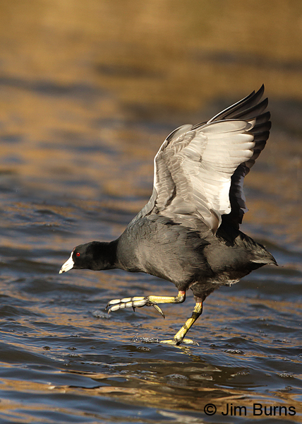 American Coot landing gear down