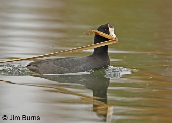 American Coot with nesting material