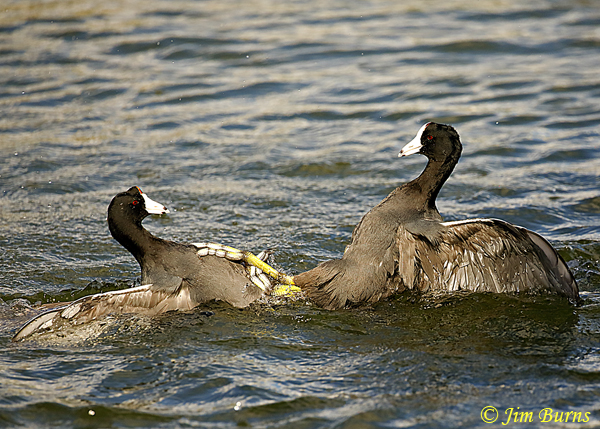 American Coots, the tide turns--2005