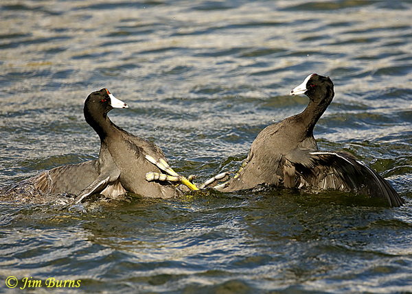 American Coots, the pushback--2006