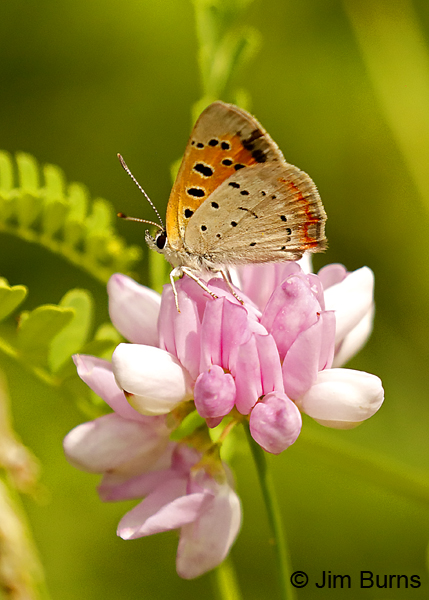 American Copper underwing on Crown Vetch, Minnesota--9586