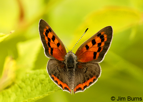 American Copper, Minnesota--9590
