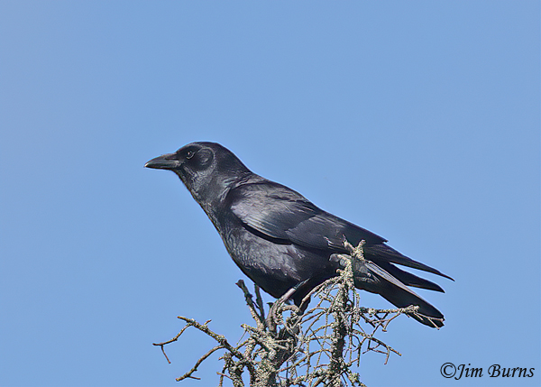 American Crow--6429