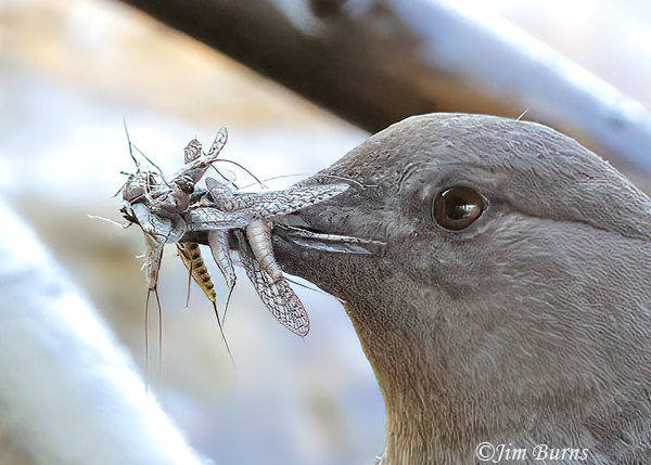 American Dipper adult with beak full of protein--7347