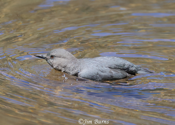 American Dipper adult swimming--7477