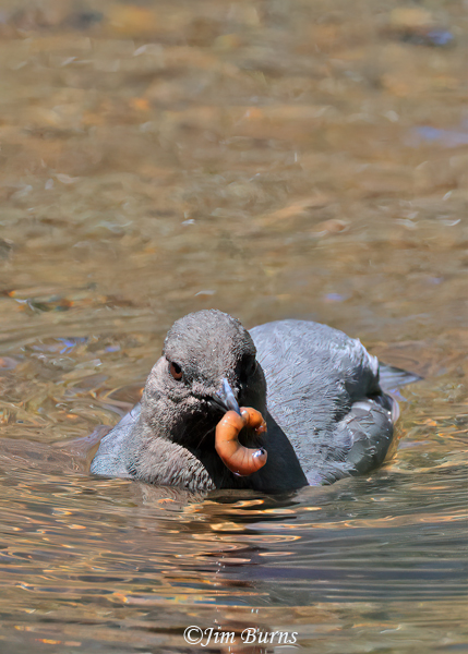 American Dipper adult with aquatic worm--7496