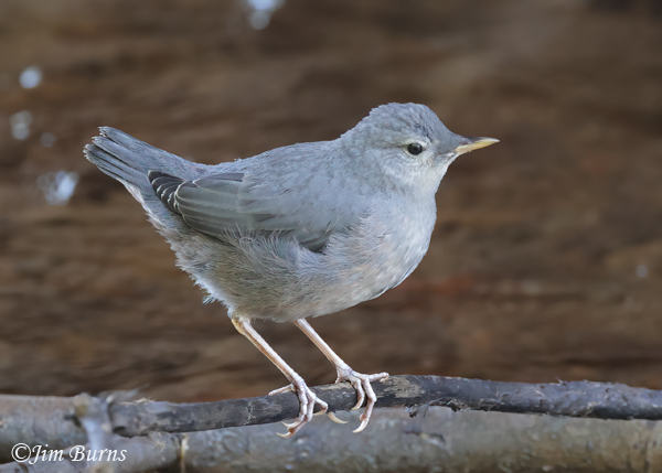 American Dipper fledgling--7537