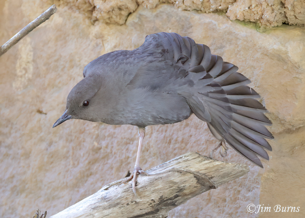 American Dipper adult wingstretch--7593