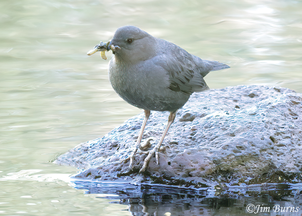 American Dipper adult with aqutic larvae for nestlings--7696
