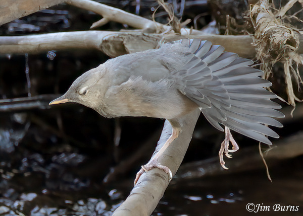 American Dipper fledgling wingstretch and white eyelid--7798
