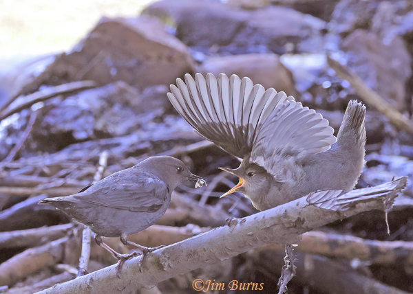 American Dipper feeding fledgling--7939