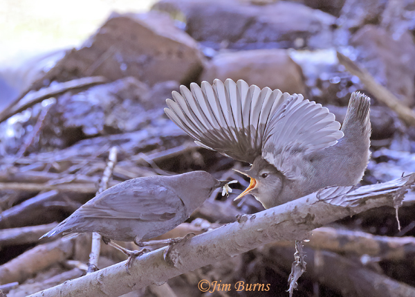 American Dipper feeding fledgling #2--7941