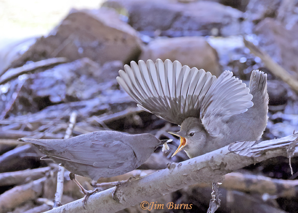 American Dipper feeding fledgling #3--7943