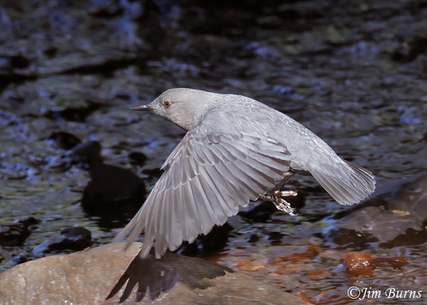American Dipper adult in flight--8211