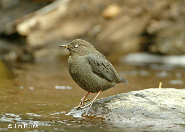 American Dipper displaying white eyelid