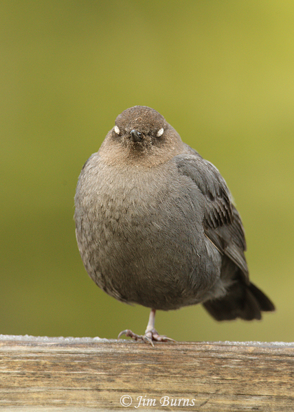 American Dipper flashing white eyelids