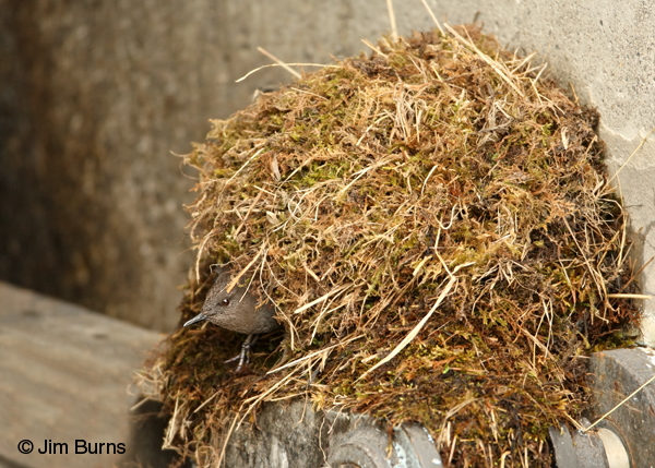 American Dipper peering from entrance to nest