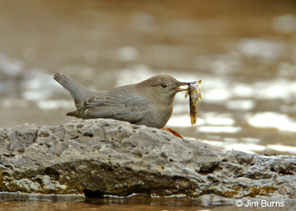 American Dipper with fish