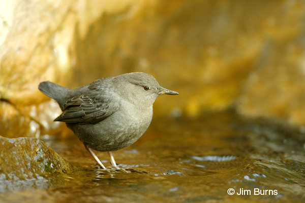 American Dipper
