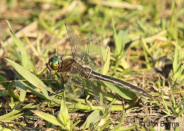American Emerald male, Anchorage, AK, June 2015