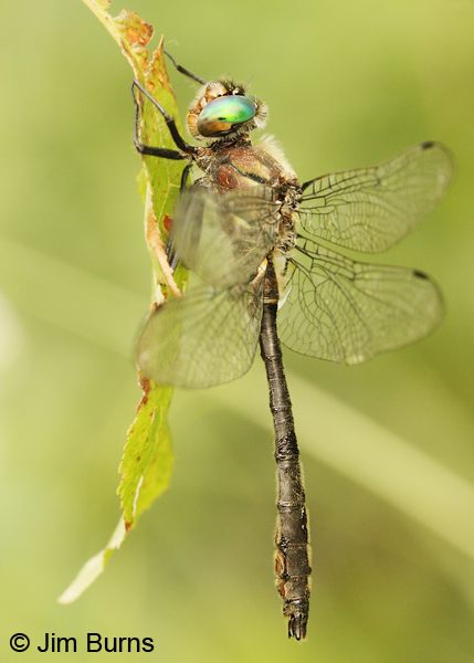 American Emerald male, Lake Co., MN, July 2012