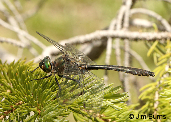 American Emerald male, Summit Co., UT, July 2016