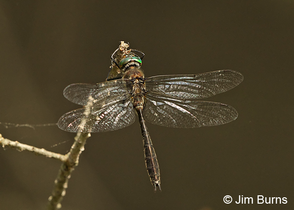 American Emerald male dorsal view, Eau Claire Co., WI, June 2014
