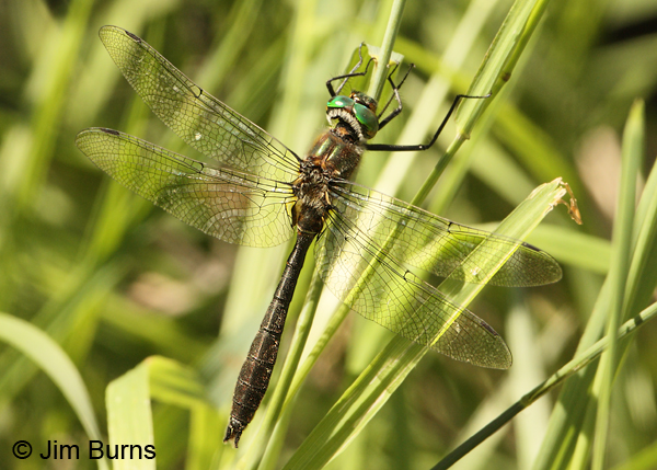 American Emerald male forewing triangle venation, Lake Co., MN, July 2012