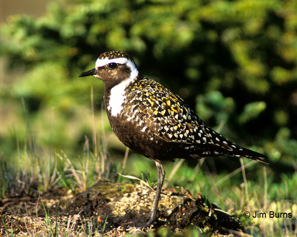 American Golden-Plover alternate plumage