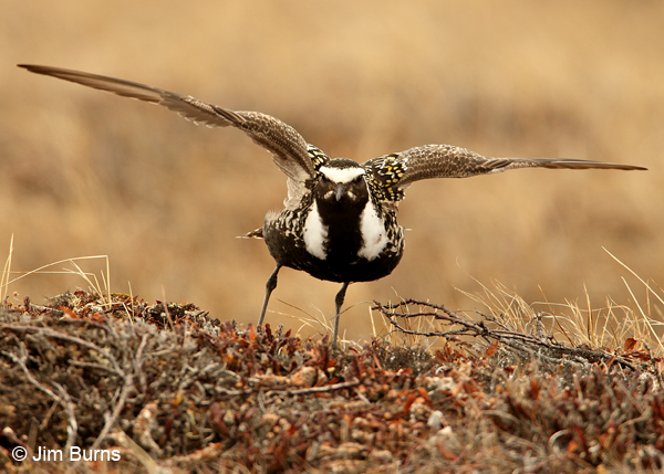 American Golden-Plover female broken wing display