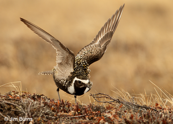 American Golden-Plover female broken wing display #2