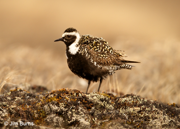 American Golden-Plover female alternate plumage
