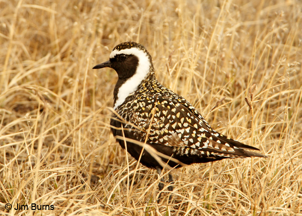 American Golden-Plover male in tundra habitat